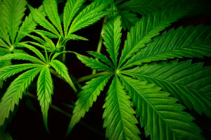 persistent nausea cannabis leaves