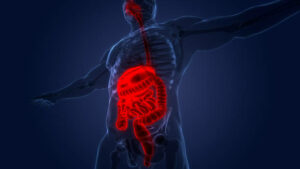 3D Illustration Concept of Human Digestive System Anatomy